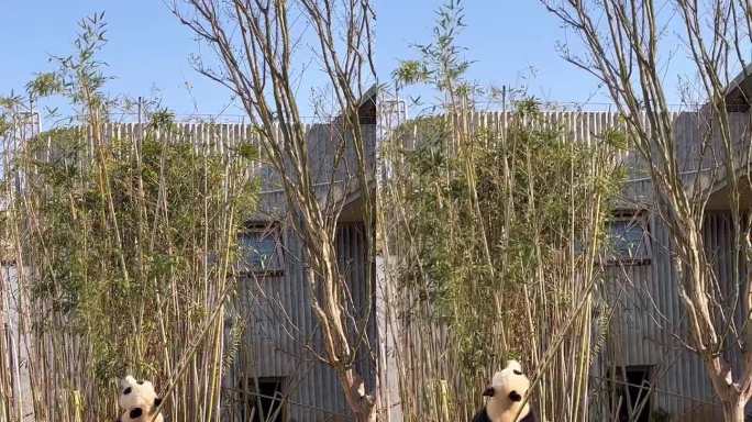 大熊猫和竹子跳舞