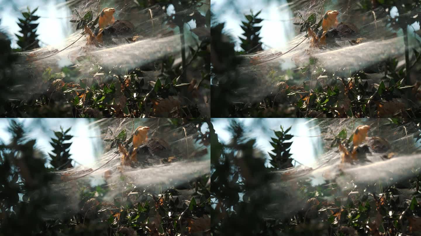 森林里的蜘蛛网，特写。在森林柔和的光线下，它在阳光下闪闪发光。捕虫器。野性自然的概念