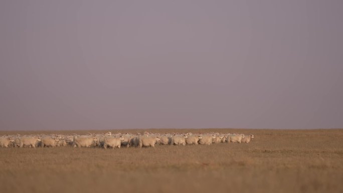 羊群吃草航拍