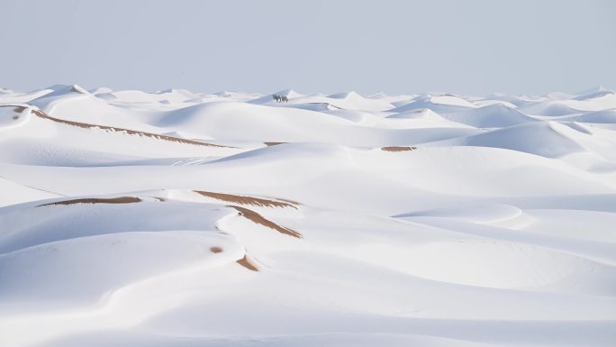 沙漠雪景 骆驼 雪  白色世界 银装素裹