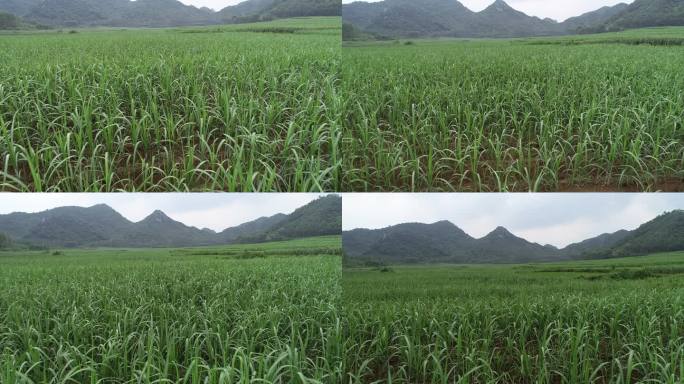 广西甘蔗地 航拍