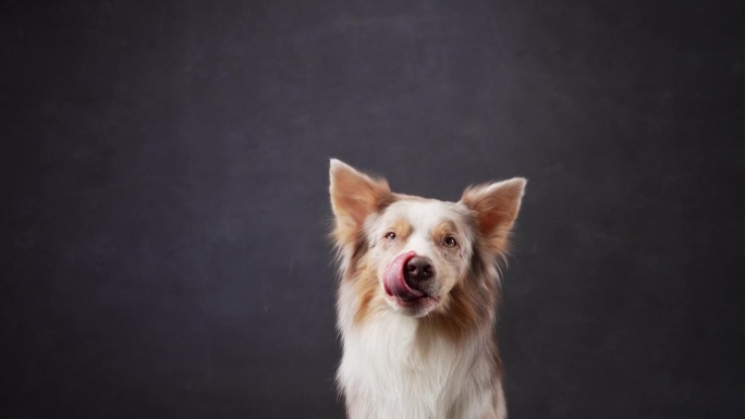 一只博德牧羊犬在黑暗的工作室背景下表演了一个可爱的把戏，爪子伸向空中，展示了它的训练和魅力