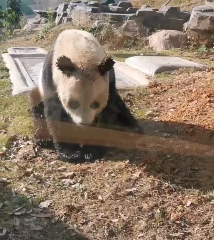 大熊猫耍赖打滚视频