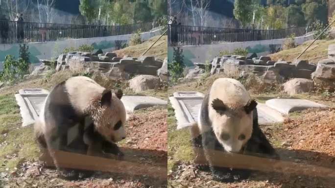 大熊猫耍赖打滚视频