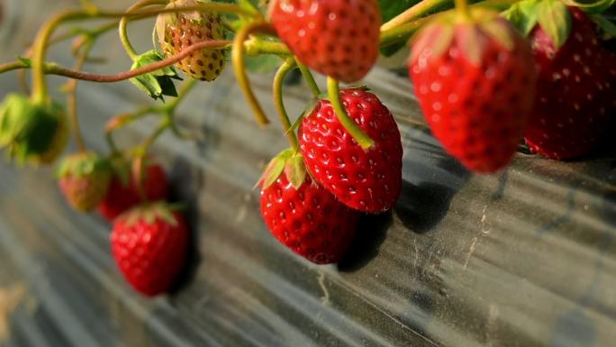草莓园摘草莓草莓生长，多角度多方位大合集