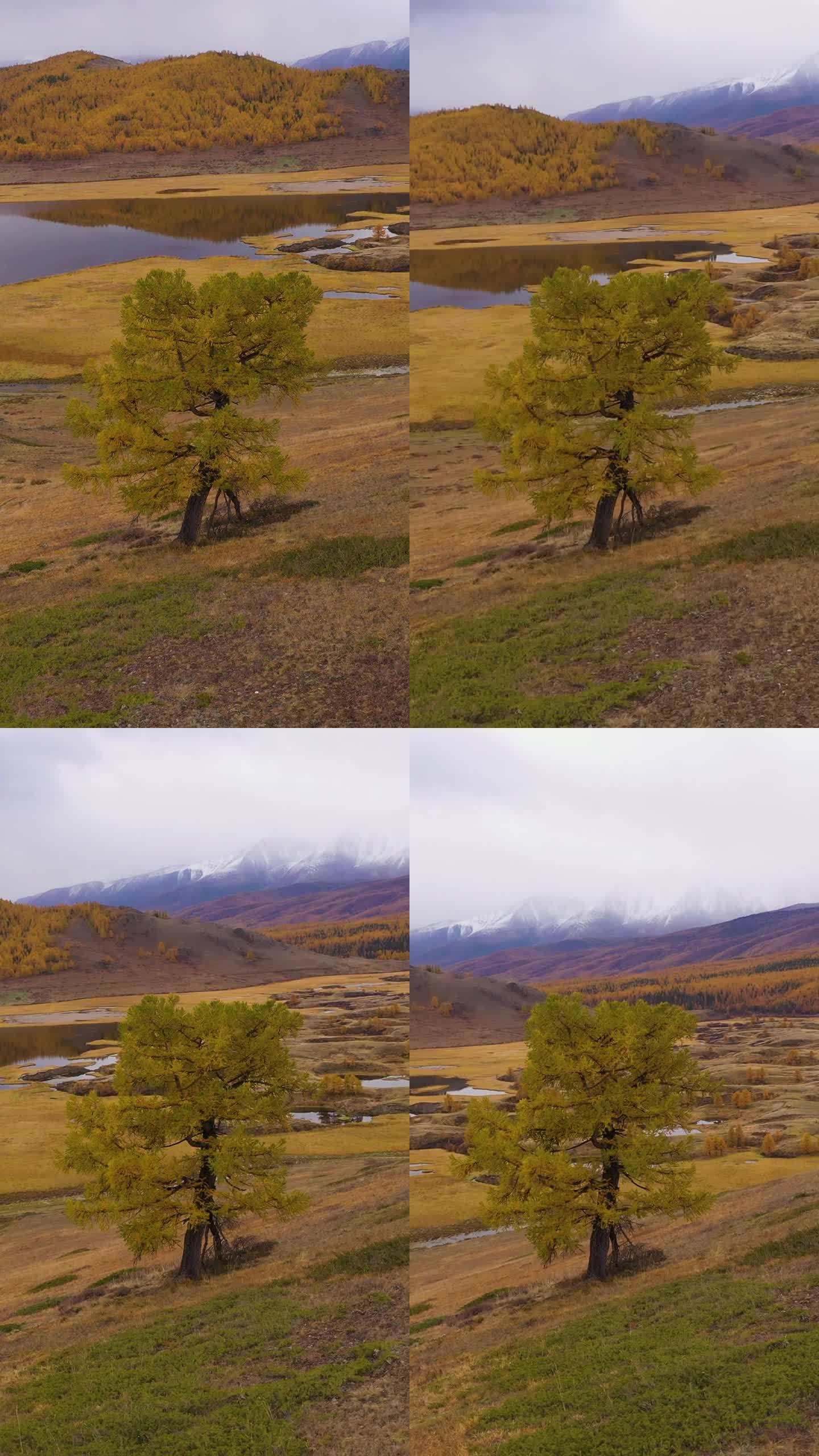 孤树、孤湖、孤山。Eshtykel高原。阿尔泰山脉，俄罗斯。垂直视频