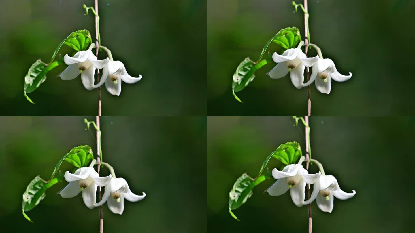 野生植物单叶铁线莲开花