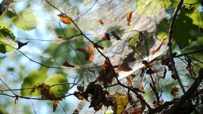 森林里的蜘蛛网，特写。在森林柔和的光线下，它在阳光下闪闪发光。捕虫器。野性自然的概念