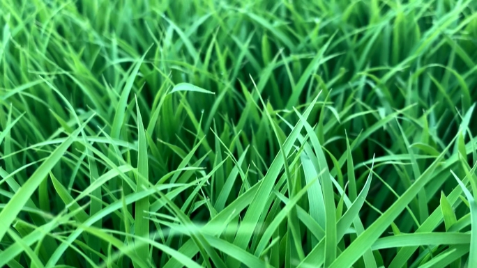农业温室绿色稻苗