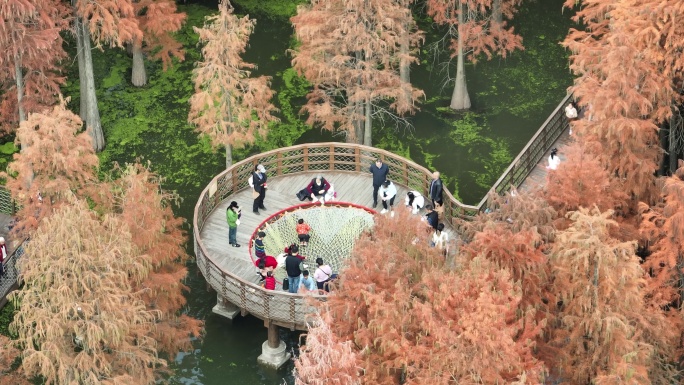 2023年冬季航拍杭州青山湖水杉水上森林