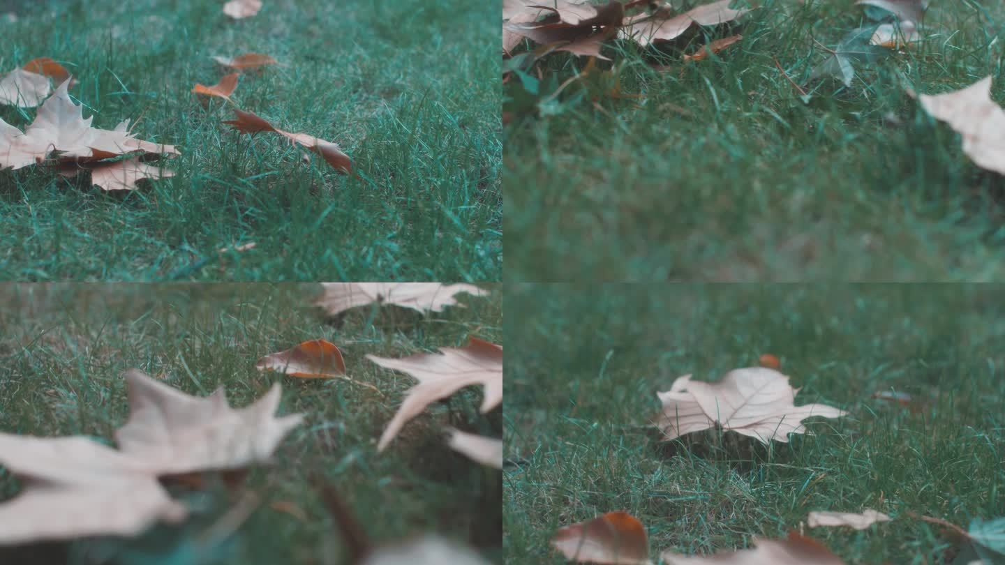 秋天落叶掉在草坪