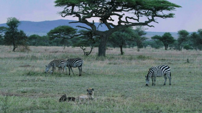 非洲坦桑尼亚 塞伦盖蒂自然保护区斑马