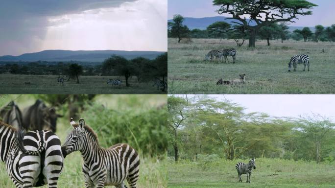 非洲坦桑尼亚 塞伦盖蒂自然保护区斑马