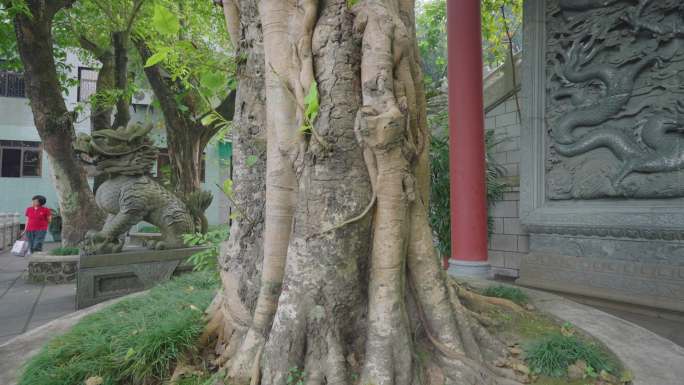 鼎湖山庆云寺古树