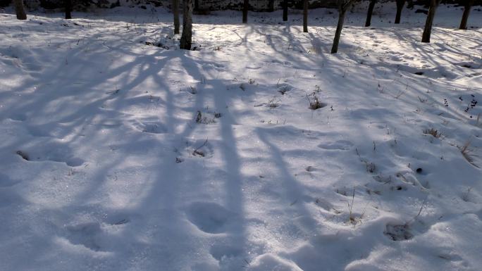 冬天雪地树影光线变化时间流逝冬季白雪雪后