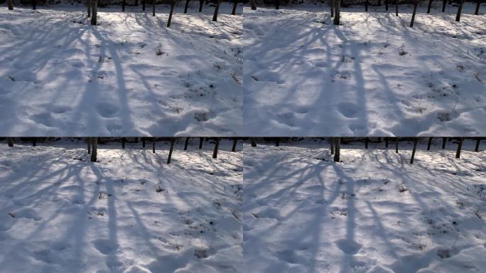 冬天雪地树影光线变化时间流逝冬季白雪雪后