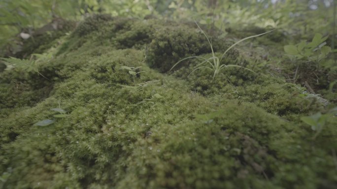 雨林苔藓