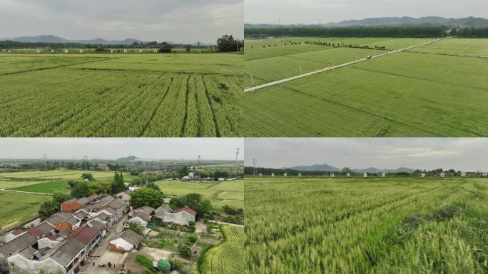 乡村振兴水稻种植