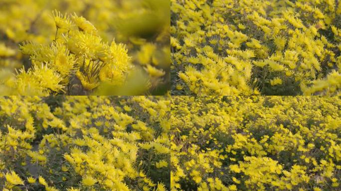 菊花 乡村振兴 菊花种植 菊花茶