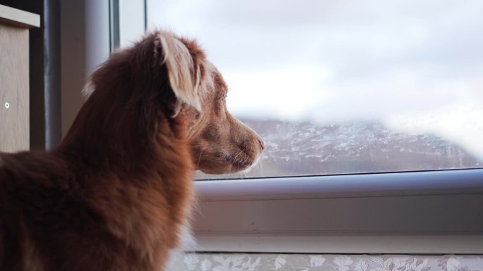 一只沉思的新斯科舍省鸭鸣猎犬凝视着窗外结霜的窗户