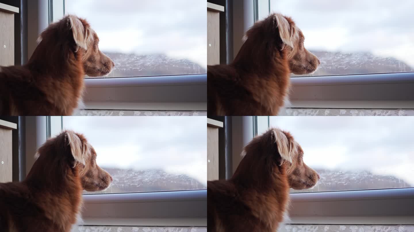 一只沉思的新斯科舍省鸭鸣猎犬凝视着窗外结霜的窗户