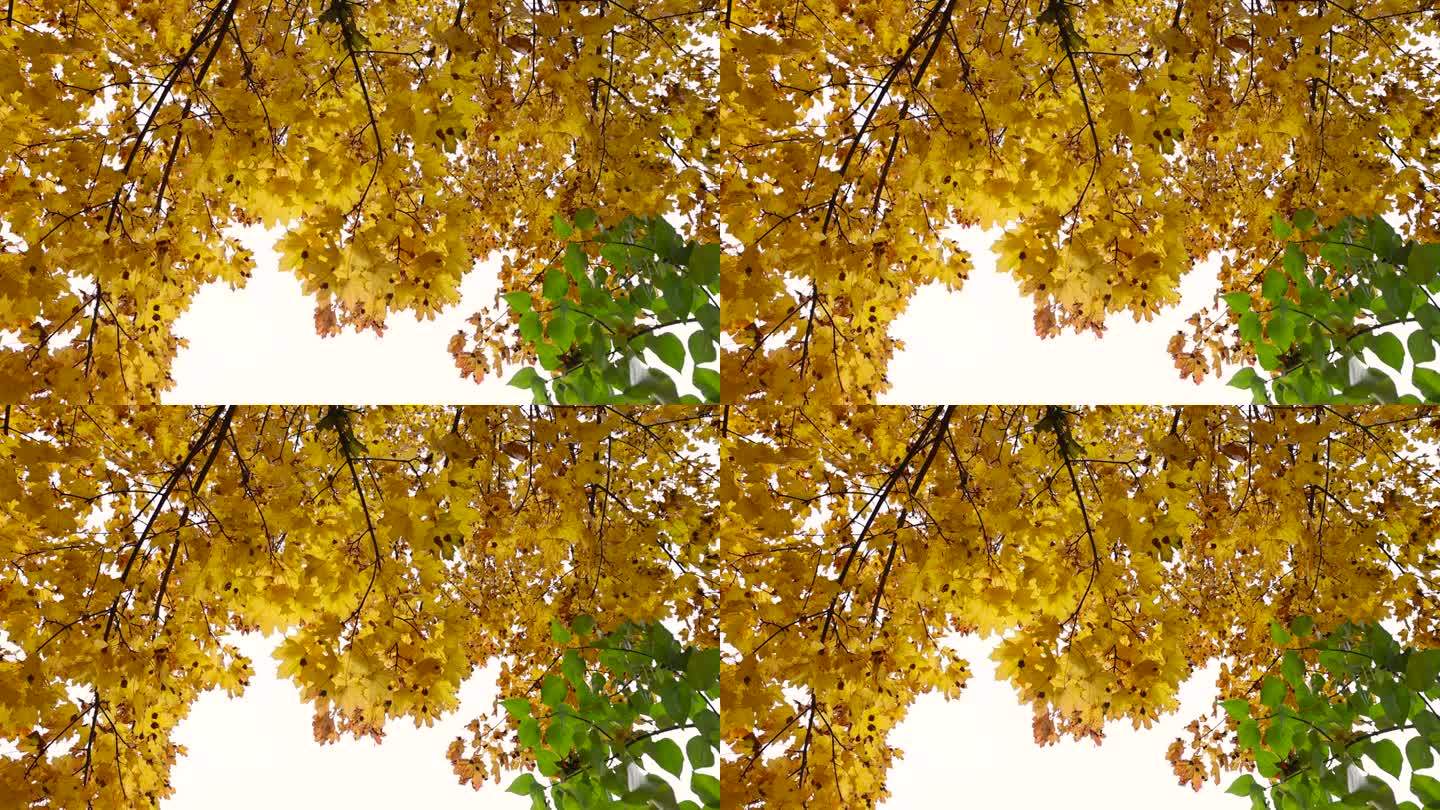 落叶时五彩缤纷的泛黄枫叶