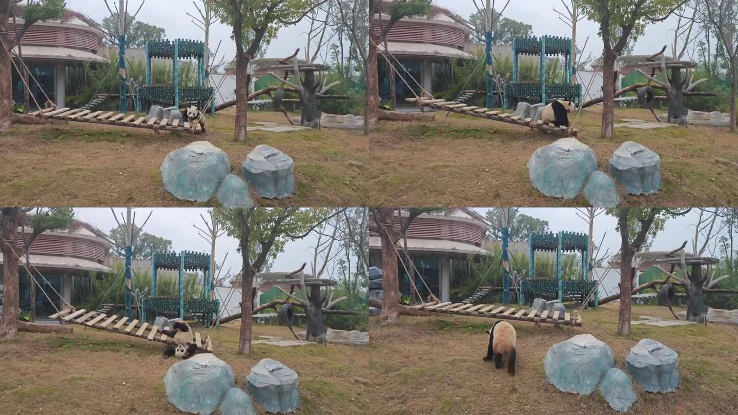 大熊猫逛公园散步