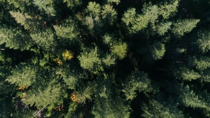 俄勒冈森林从被砍伐的白痴溪松树中恢复过来