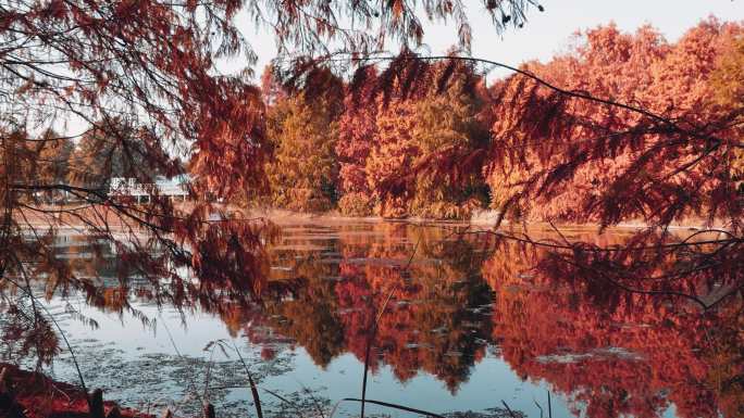 水杉森林湖边树林树叶摇动倒影空镜