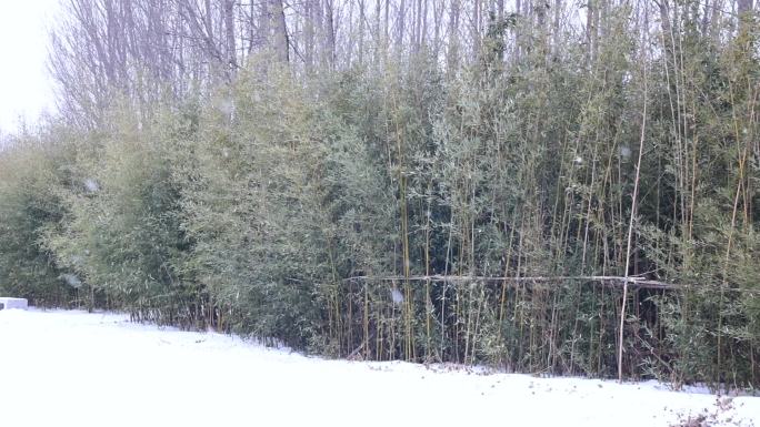 雪花在竹林里缓缓飘落