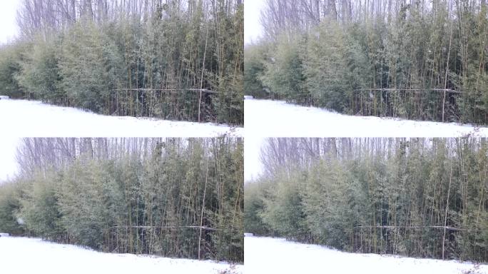 雪花在竹林里缓缓飘落