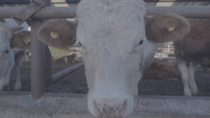 4K牛养殖场拍摄牛吃草灰度模式
