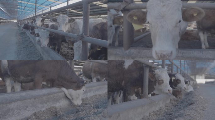 4K牛养殖场拍摄牛吃草灰度模式
