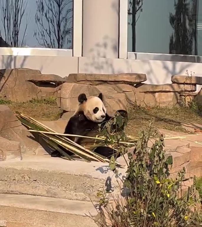 大熊猫现场实拍原始视频未删减