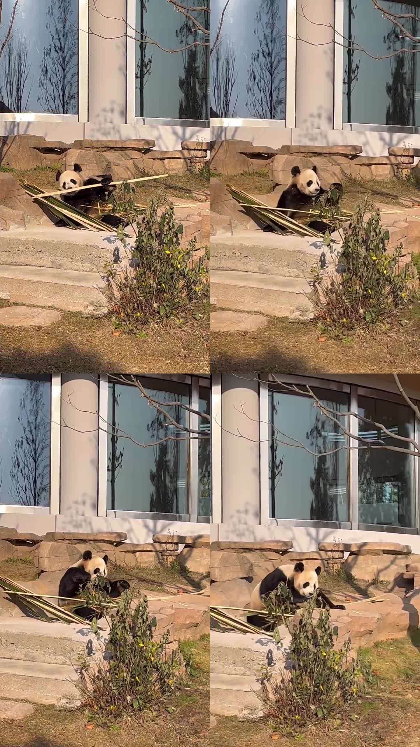 大熊猫现场实拍原始视频未删减