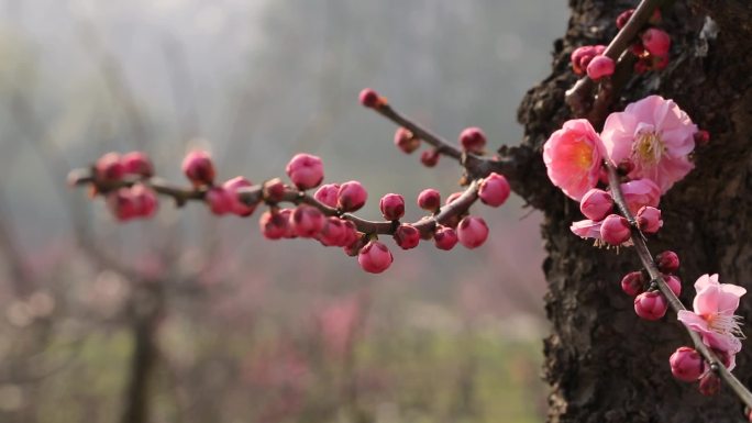 梅梅花粉红梅鲜艳的梅花