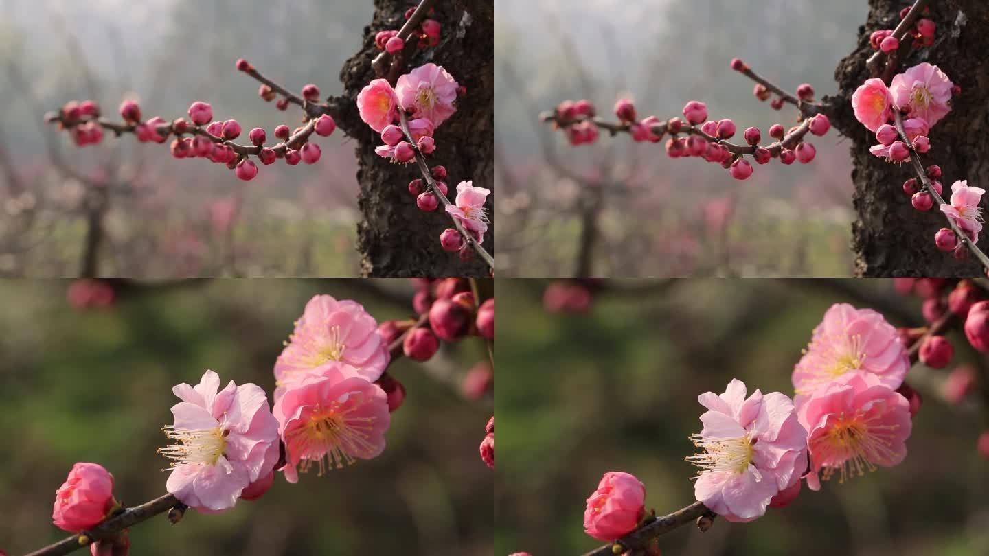 梅梅花粉红梅鲜艳的梅花