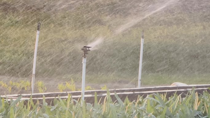 菜地下雨水珠喷淋灌溉