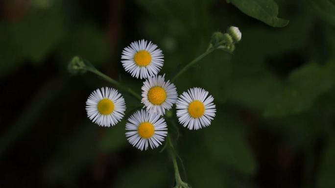 野菊花 野花 雏菊 花草