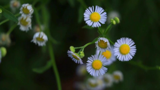 野菊花 野花 雏菊 花草