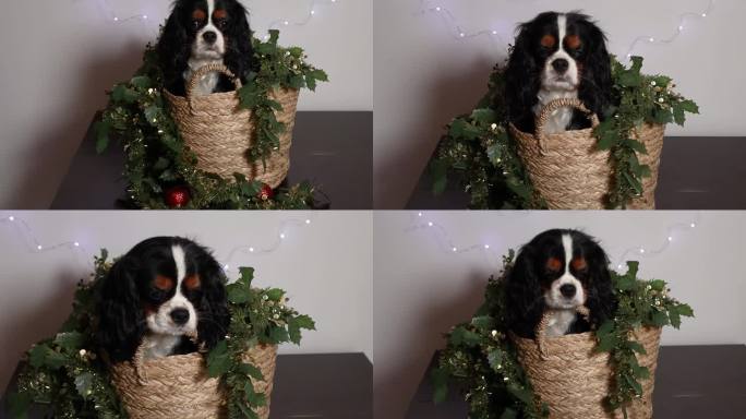 可爱的小狗坐在柳条篮子与圣诞金属丝和红色圣诞球在白色背景与花环。圣诞礼物概念如狗。