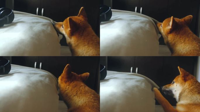 柴犬啃着床罩