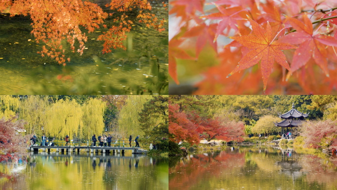 秋天西湖人文自然景观美景秋季秋天人文生活