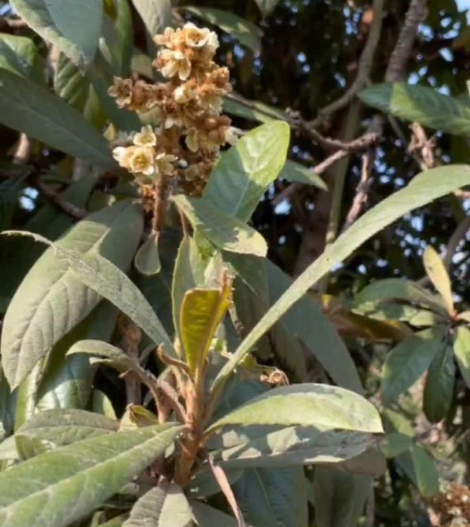 枇杷开花引来蜜蜂