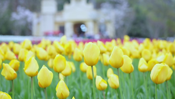 各种颜色郁金香花海