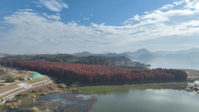 2023年冬季航拍杭州青山湖水杉水上森林