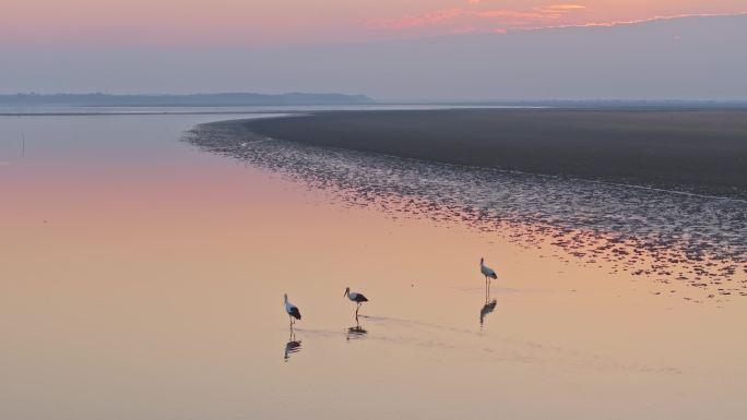 夕阳下的三只白鹭航拍 鄱阳湖