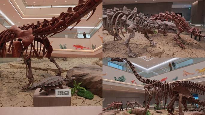 【合集】恐龙展化石展参观探索