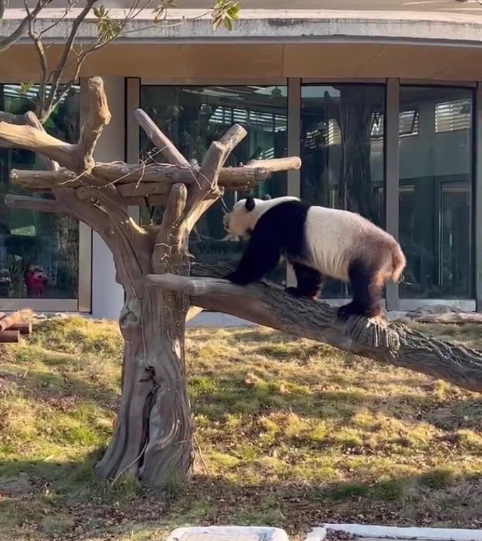 大熊猫爬树的现场实拍原始视频未删减