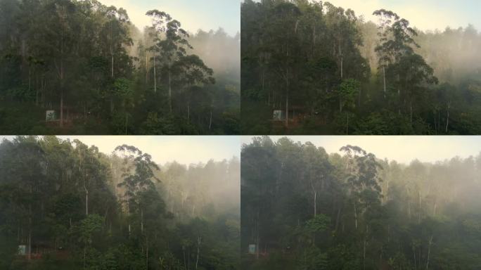 在雾蒙蒙的早晨，无人机在斯里兰卡九拱桥附近的树木周围拍摄